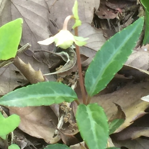 高尾山 花を探して セッコク 梅笠草 スミレ 気まぐれトンビの見たり聞いたり 高尾山 花を探して セッコク 梅笠草 スミレ 気まぐれトンビの見たり聞いたり