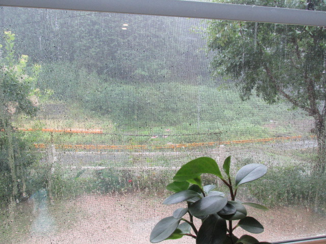 もうじき熱帯雨林のジャングルに　なるかもしれん詩　７月５日（水）大雨のちくもり_f0341616_15320034.jpg