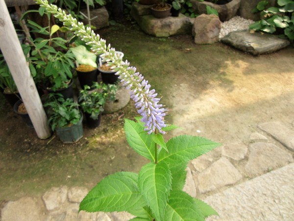 園芸のいのうえ屋～吾妻山産クガイソウと伊吹山クガイソウ_f0321023_08235914.jpg