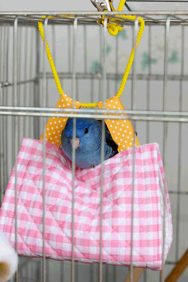 a0056140_21474803.gif