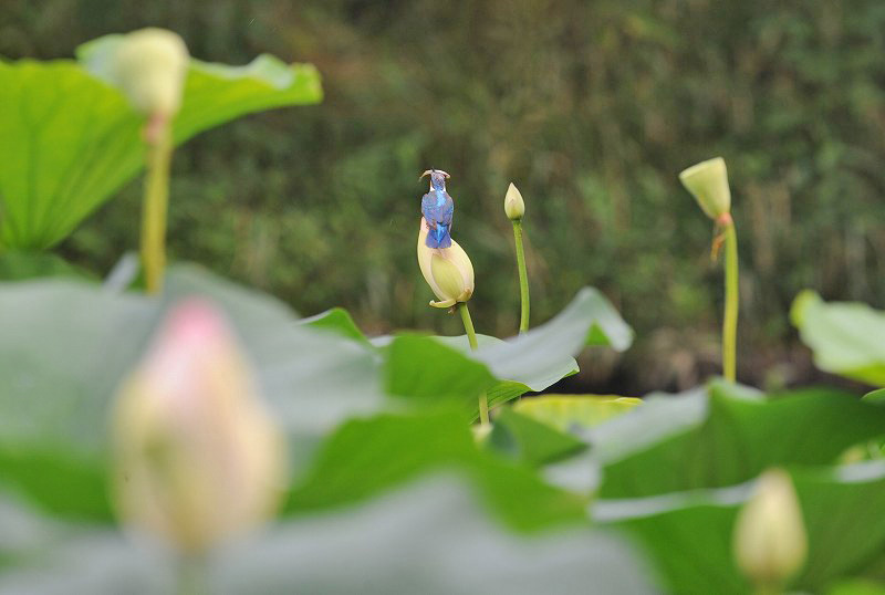 カワセミ・・・蓮のお花が咲き始めました_c0233349_06502028.jpg