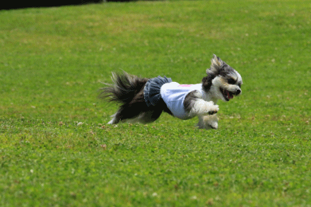 c0145250_10235079.gif