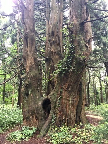 山形の旅・その1「さくらんぼ刈り〜幻想の森」_a0145454_19010453.jpg