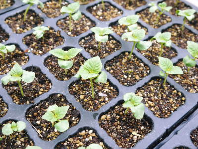 無農薬・無化学肥料栽培の「菊池水源産エゴマ」 白えごまの定植スタート!思わぬ7月の台風で一時中断です!_a0254656_19173666.jpg