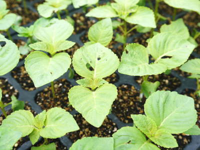 無農薬・無化学肥料栽培の「菊池水源産エゴマ」 白えごまの定植スタート!思わぬ7月の台風で一時中断です!_a0254656_19275919.jpg