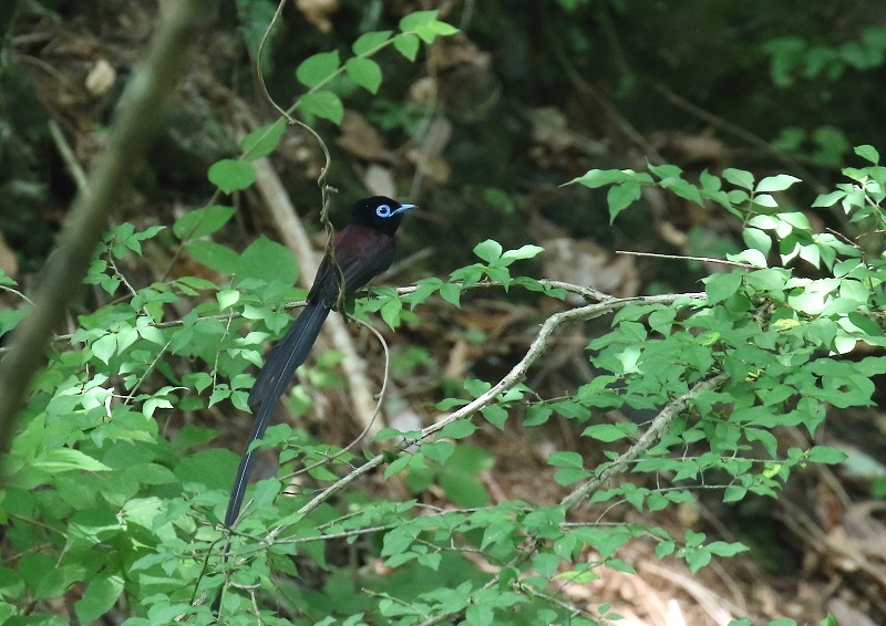 サンコウチョウ_c0114159_20463774.jpg