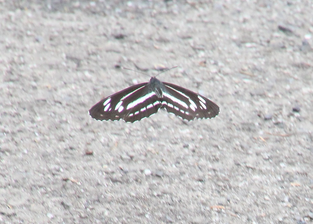 b0320769_09131206.jpg