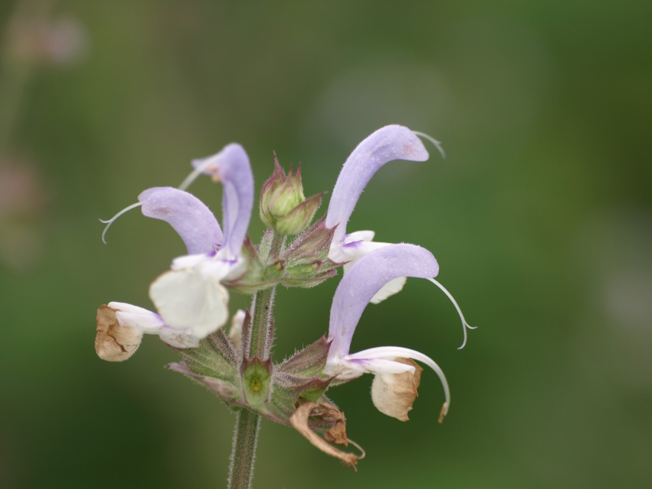 d0054276_20363177.jpg
