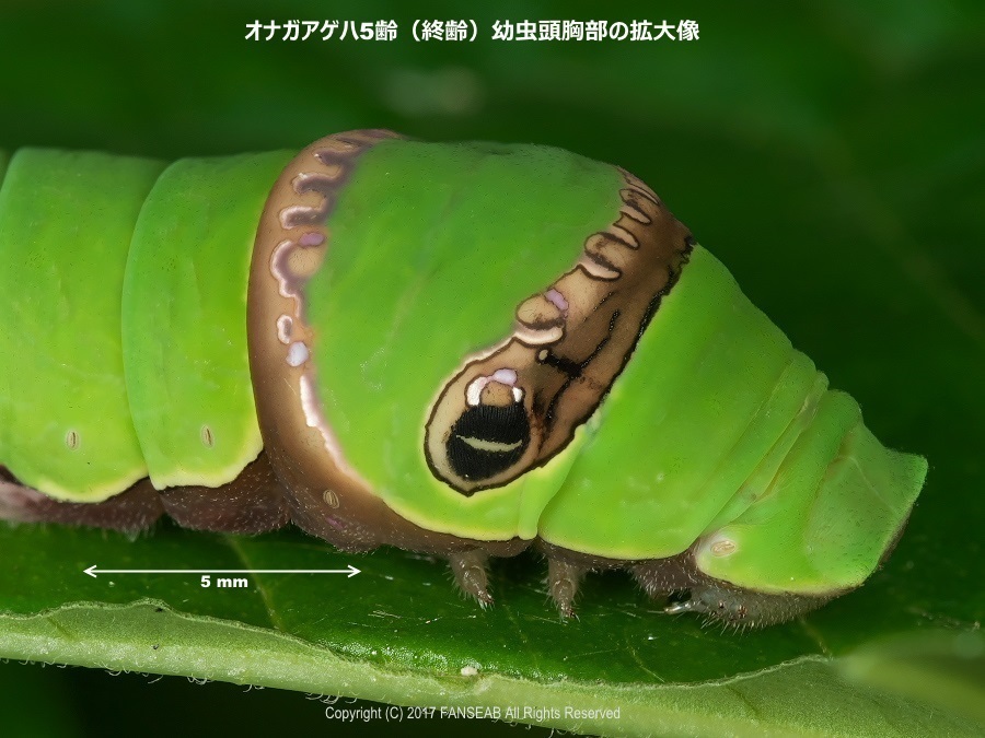 オナガアゲハの飼育メモ 探蝶逍遥記