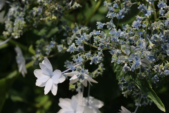 イングリッシュガーデンの紫陽花（2017.07.05）_a0216884_17584597.jpg