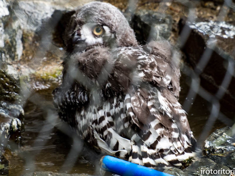 動物園〜！！　　（シロフクロウ）　　2017/06/29_d0146592_09440193.jpg