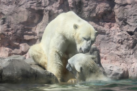 ポーラとカイくん　Sweet Time_f0297893_17081728.jpg