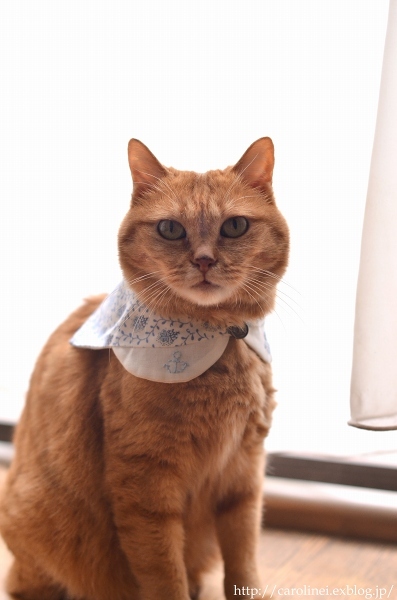 夏の襟とあぺりら　　Handmade Collar for Cat_d0025294_15463941.jpg