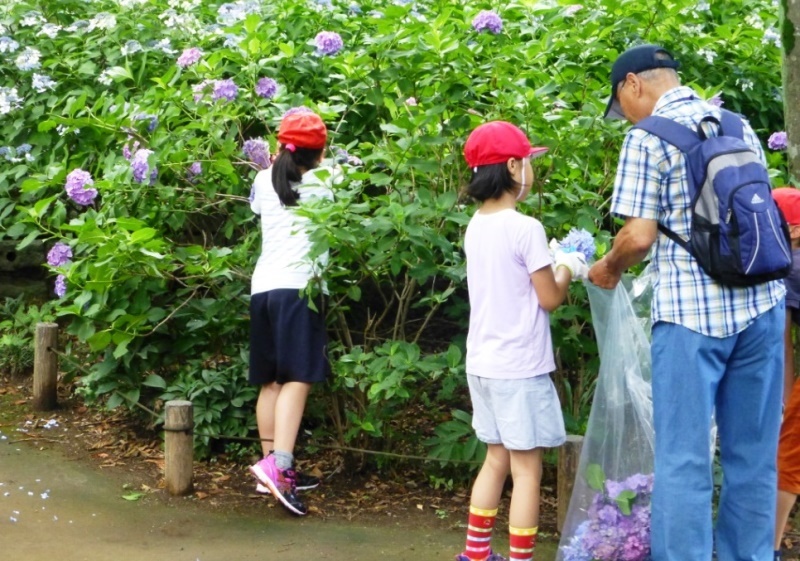 アジサイの花柄摘み_d0102495_17041299.jpg