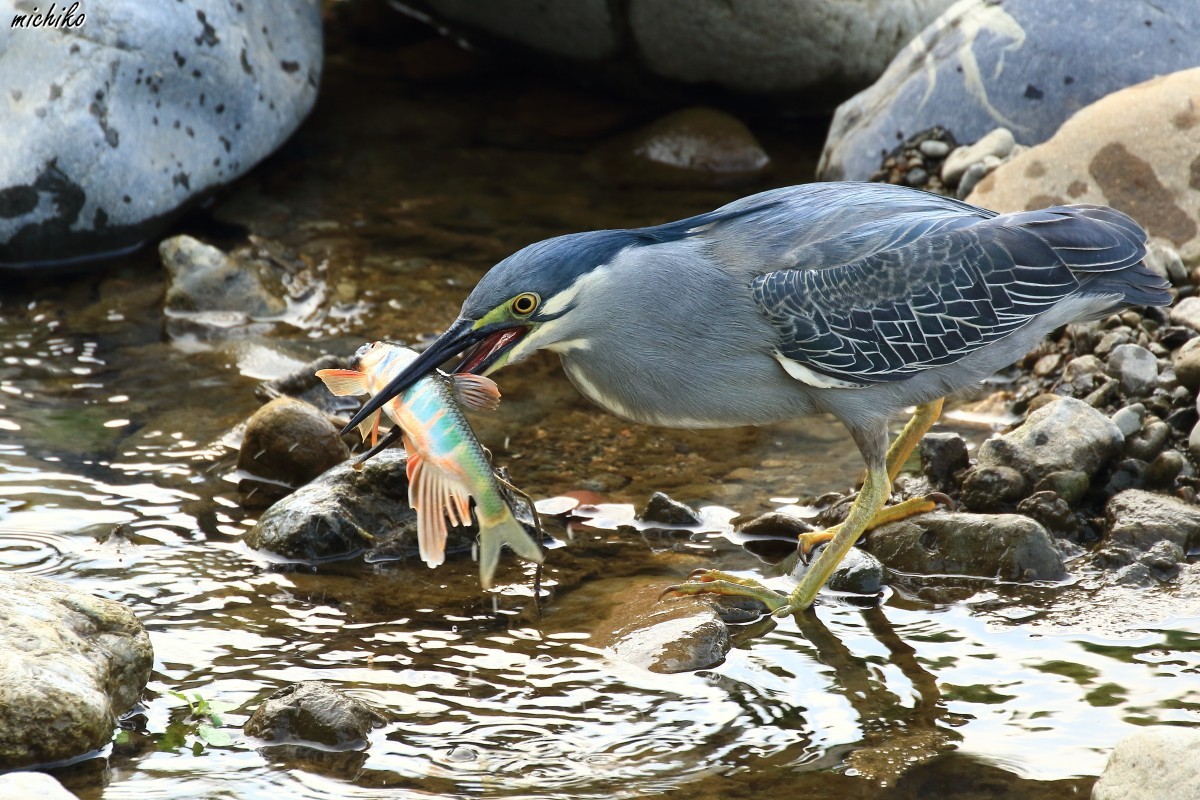 ササゴイの大食漢_d0352095_13510451.jpg