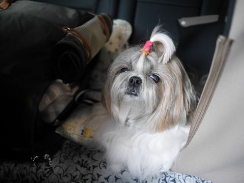 c0090198_21254246.jpg