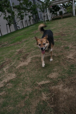 ドッグランではテンション低い女子・・_f0242002_21154678.jpg