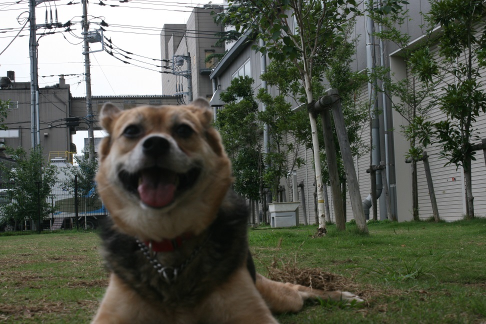ドッグランではテンション低い女子・・_f0242002_21201527.jpg