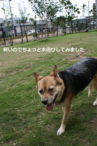 ドッグランではテンション低い女子・・_f0242002_21272107.jpg