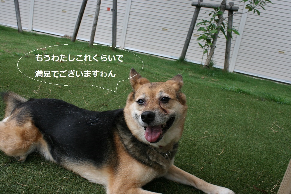ドッグランではテンション低い女子・・_f0242002_21273111.jpg