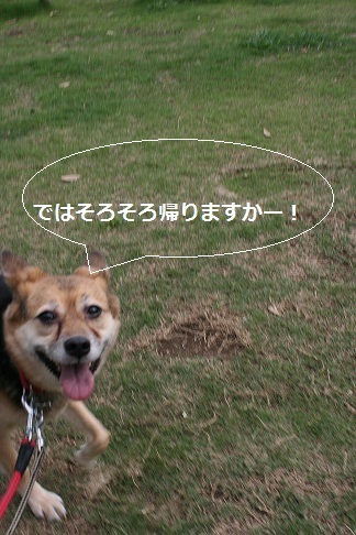 ドッグランではテンション低い女子・・_f0242002_21315670.jpg