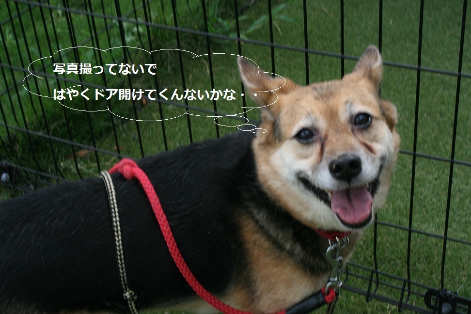ドッグランではテンション低い女子・・_f0242002_21321282.jpg
