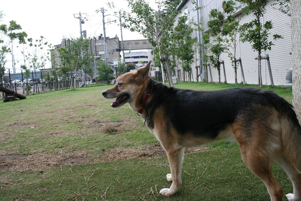 ドッグランではテンション低い女子・・_f0242002_21333636.jpg