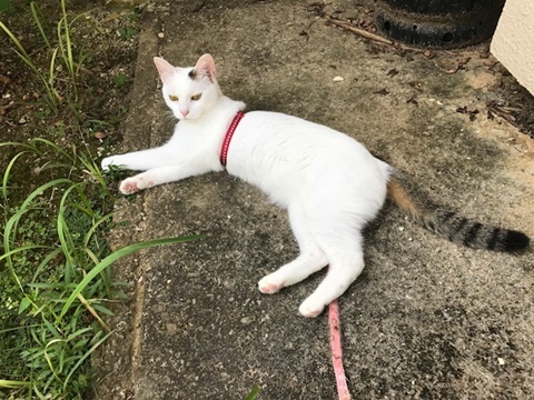 公園デビューを断念した、飼い主バカのトコちゃん日記_e0359604_17593445.jpg