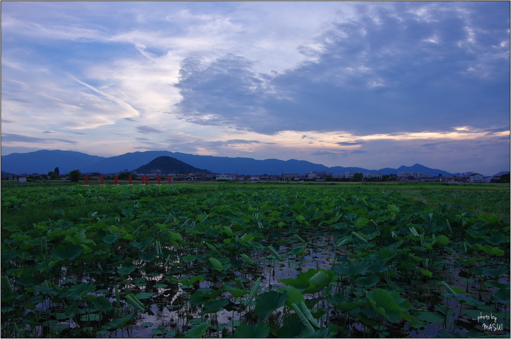 橿原市藤原宮　蓮池と夕暮_d0342307_09472554.jpg