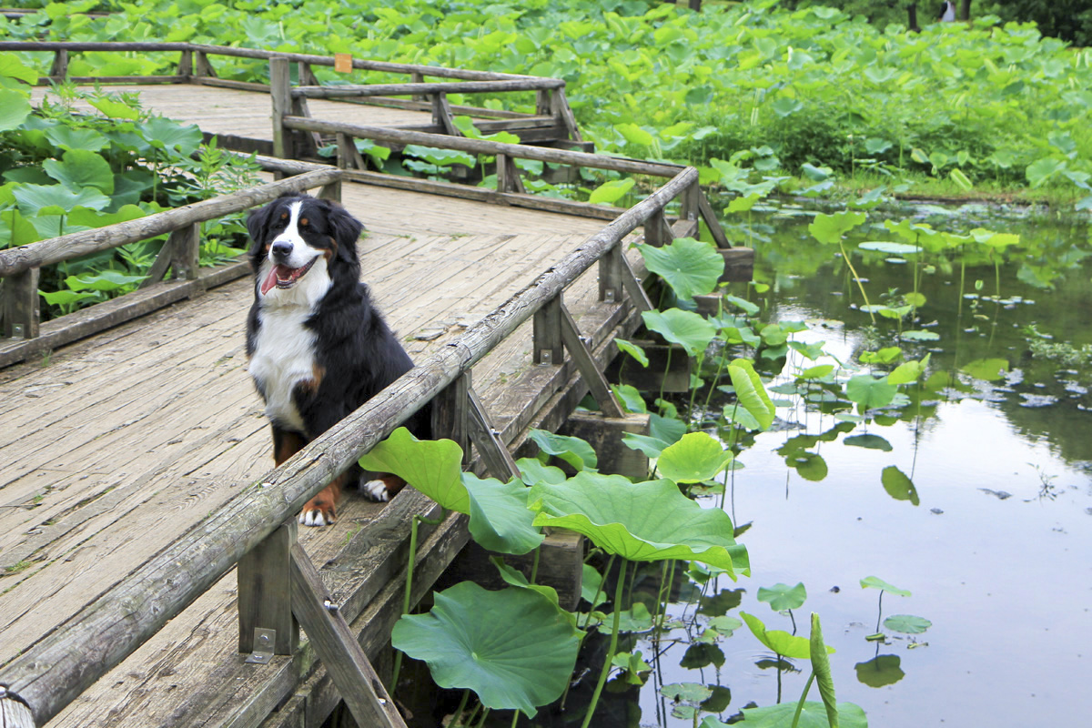 大賀ハスの咲く公園_f0137508_12144389.jpg