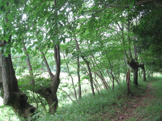 c0062511_21464041.jpg