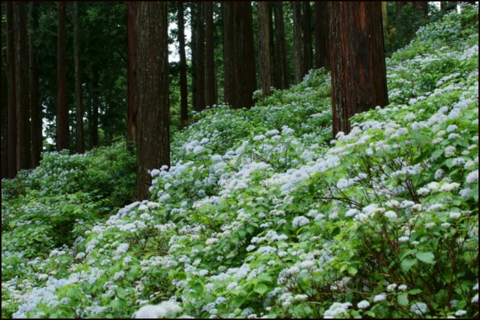 足ノ郷越のコアジサイ　shiro_e0177413_21340931.jpg