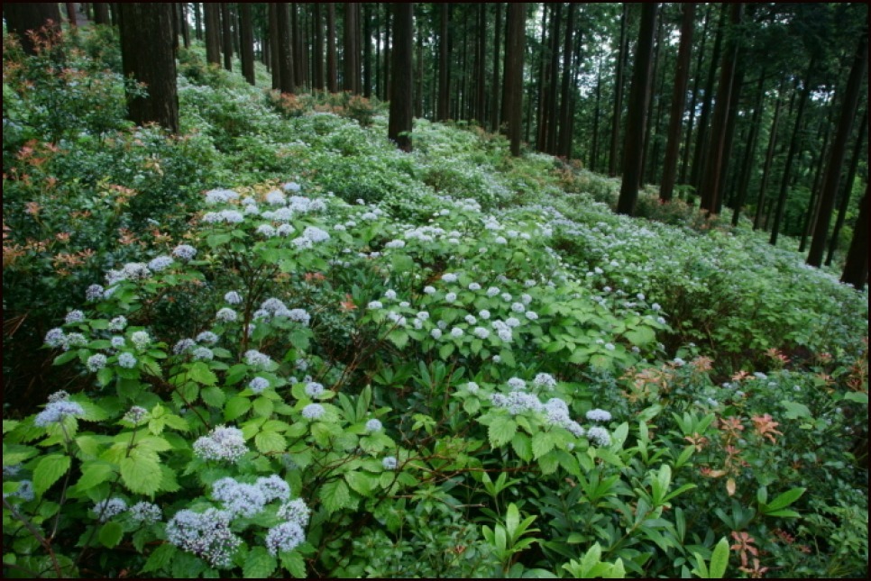 足ノ郷越のコアジサイ　young leaves_e0177413_21570847.jpg