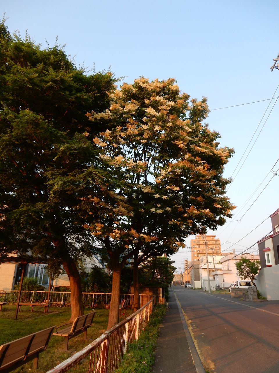 札幌にはムラサキではないハシドイも咲く_c0025115_22225980.jpg
