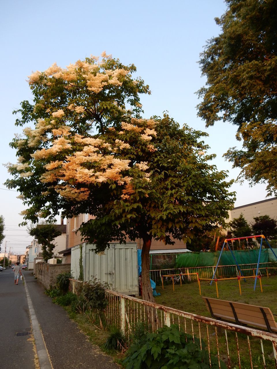 札幌にはムラサキではないハシドイも咲く_c0025115_22233228.jpg