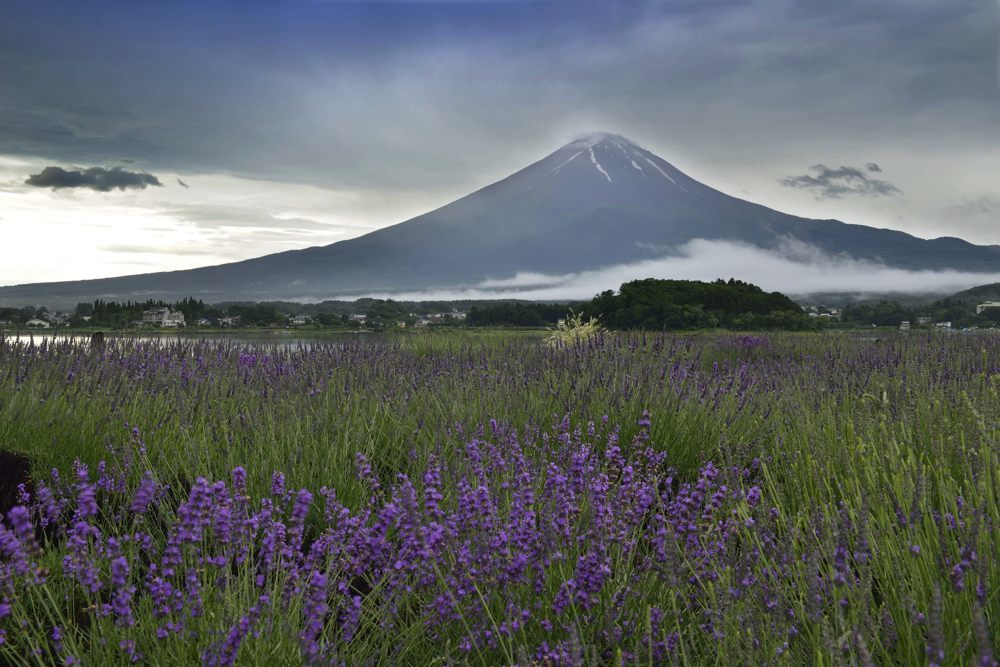 河口湖ラベンダー_b0369916_18420209.jpg