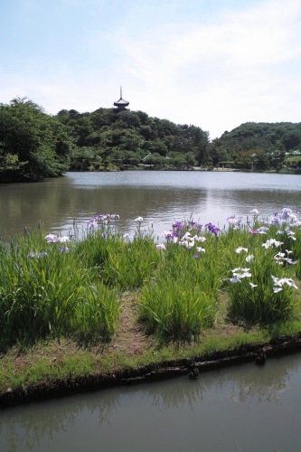 三渓園は楽しいところだということ、原三渓さんがすごい人だということに、今頃になって気が付いたのですが・・ちと遅い。。_b0285619_16191272.jpg