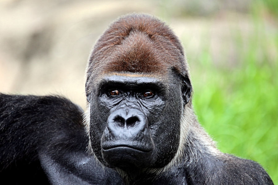 ニシローランドゴリラの モンタ 動物園放浪記 ニシローランドゴリラの モンタ 動物園放浪記
