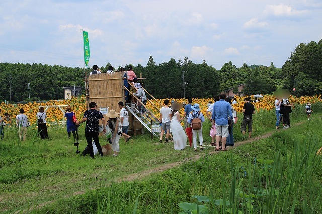 アグリひまわり畑満開（その2）（撮影：7月2日）_e0321325_14105272.jpg