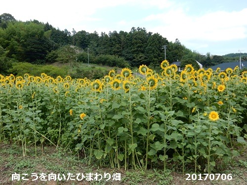 滝と野の花と懐メロと_e0033229_19401196.jpg