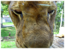 多摩動物公園のライオンバスと上野動物園のパンダ _d0221430_11593344.jpg