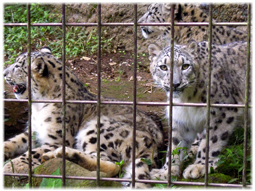 多摩動物公園のライオンバスと上野動物園のパンダ _d0221430_11595055.jpg