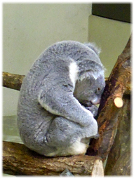 多摩動物公園のライオンバスと上野動物園のパンダ _d0221430_12001726.jpg