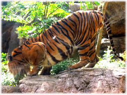 多摩動物公園のライオンバスと上野動物園のパンダ _d0221430_12010816.jpg