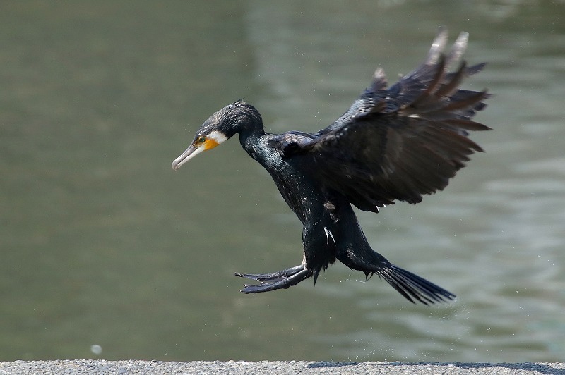 川で飛ぶ鳥_f0327034_15152557.jpg