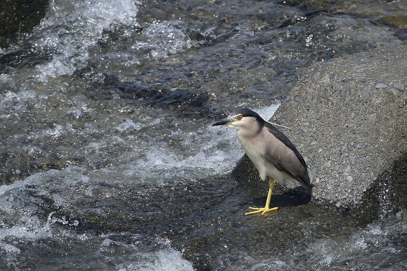 川で飛ぶ鳥_f0327034_15162543.jpg