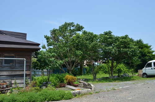 ひよ~♪_b0207642_1663929.jpg