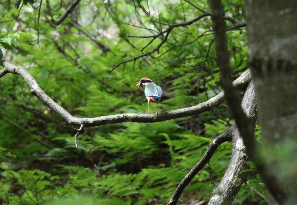 ヤイロチョウ 滋賀 鳥に学ぶ ヤイロチョウ 滋賀 鳥に学ぶ