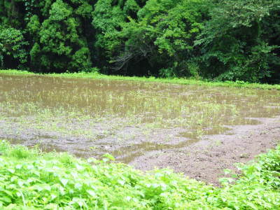 無農薬・無化学肥料栽培の「菊池水源産エゴマ」 白えごまの定植スタート!思わぬ7月の台風で一時中断です!_a0254656_14504264.jpg