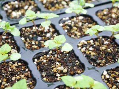 無農薬・無化学肥料栽培の「菊池水源産エゴマ」 白えごまの定植スタート!思わぬ7月の台風で一時中断です!_a0254656_14521401.jpg